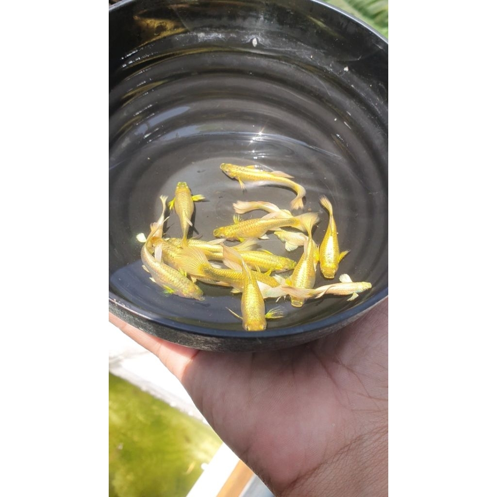 

Hiasan aquarium G.U.P.P.Y FULLGOLD Vietnam