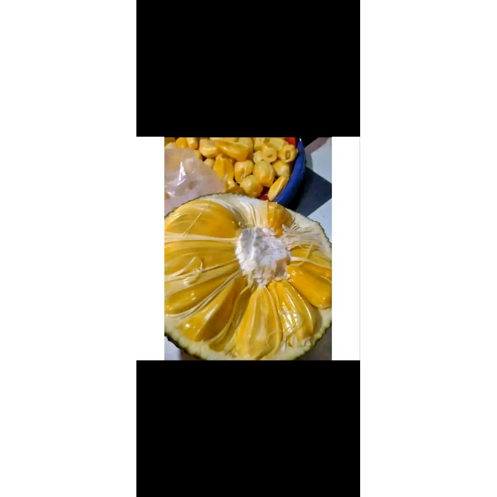 

buah nangka apel [matang]°° dan segar