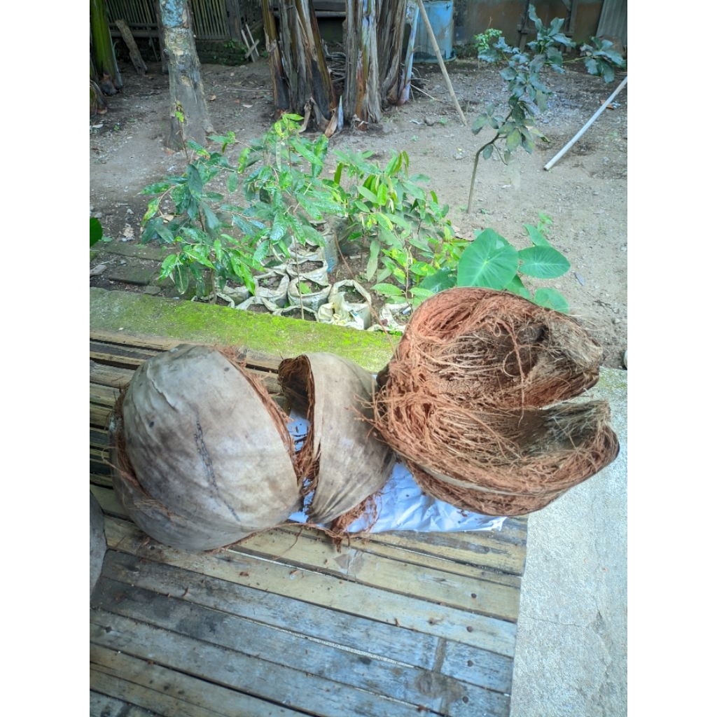 sabut kelapa utuh untuk media tanam