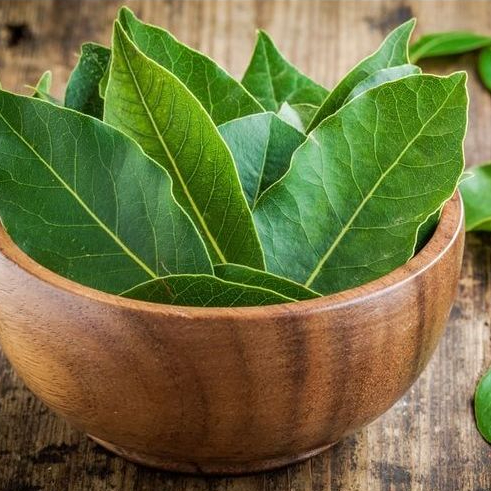 

Daun salam segar dipetik jika ada orderan jaminan fress