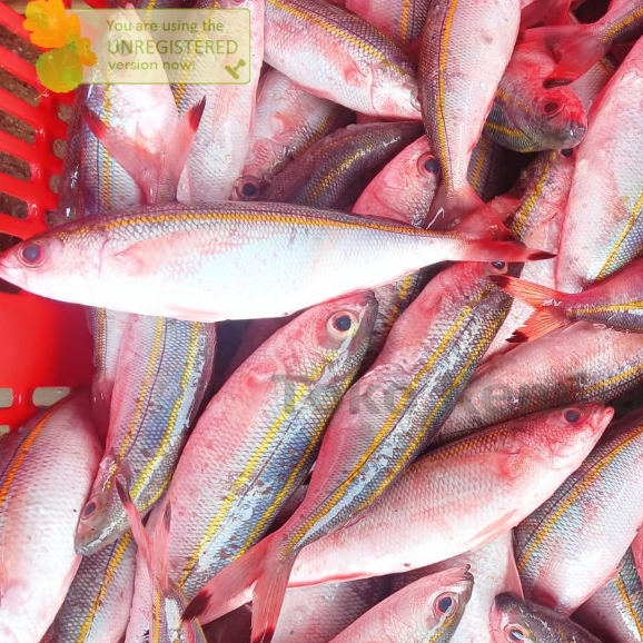 

Banana Fish Ikan Pisang 500 - 1kg