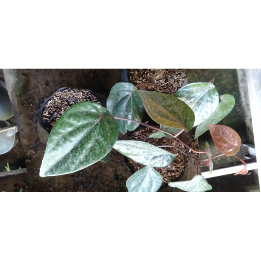 

Daun Sirih Merah petik segar @ per helai