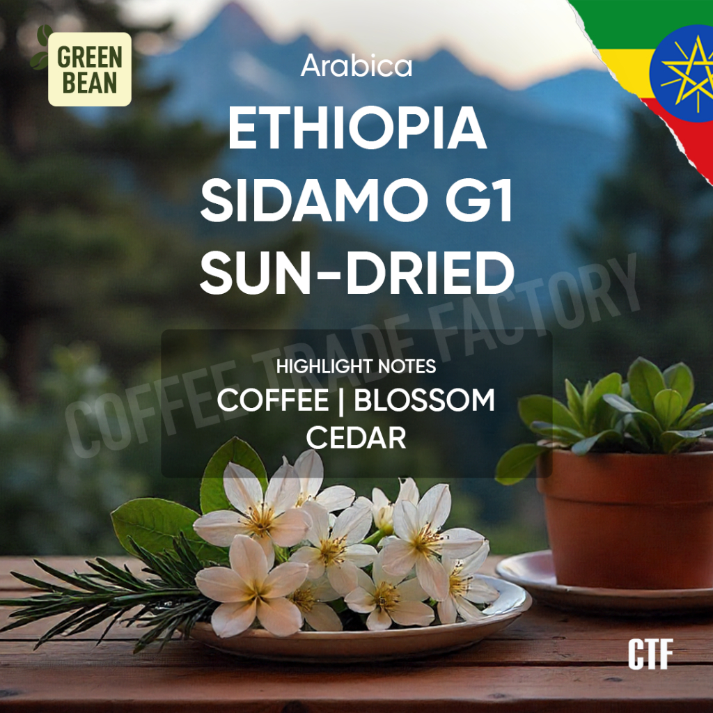 

Green Bean Ethiopia Sidamo G1 Sun-dried Premium Kopi Spesialti Kelas Dunia dari Tanah Asal Arabika
