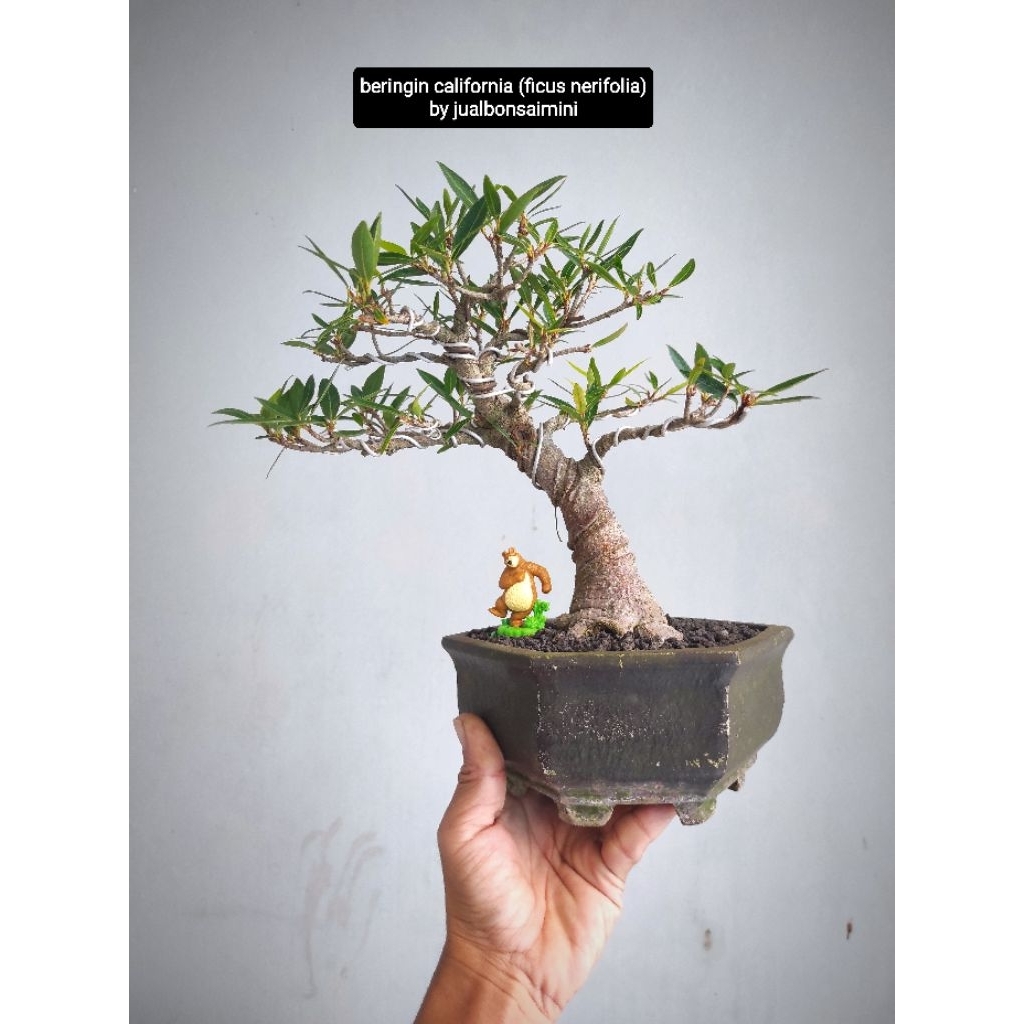 bonsai beringin california (ficus nerifolia)