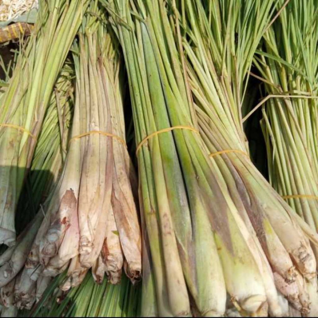 

hemat daun sereh serai 1kg bumbu masak