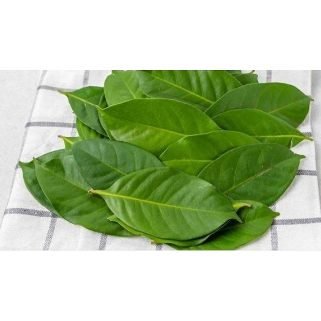 

Fresh Bay Leaf / Daun Salam Segar