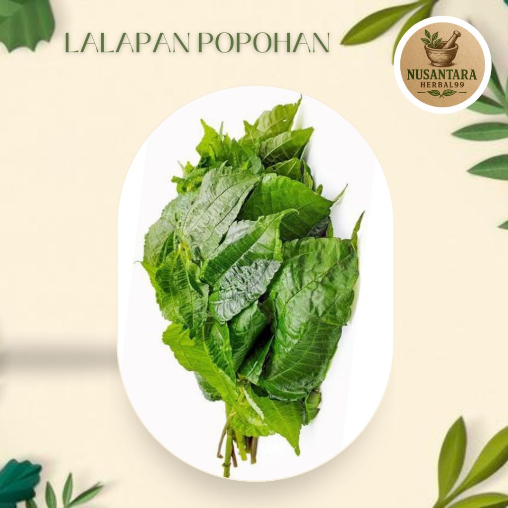 

Lalapan Segar Daun Popohan Fresh Perikat