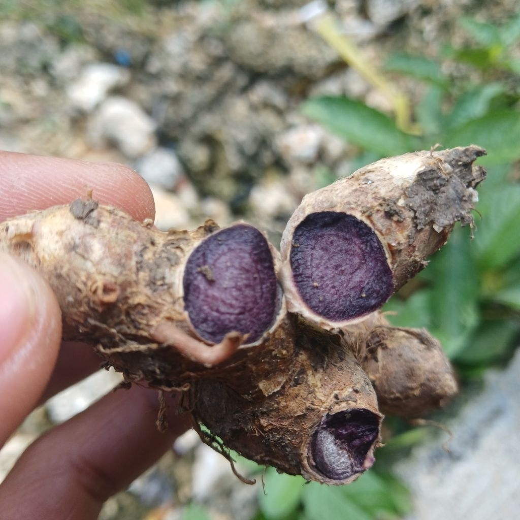 Kunyit hitam asli/ rimpang kunyit hitam fresh 500gram