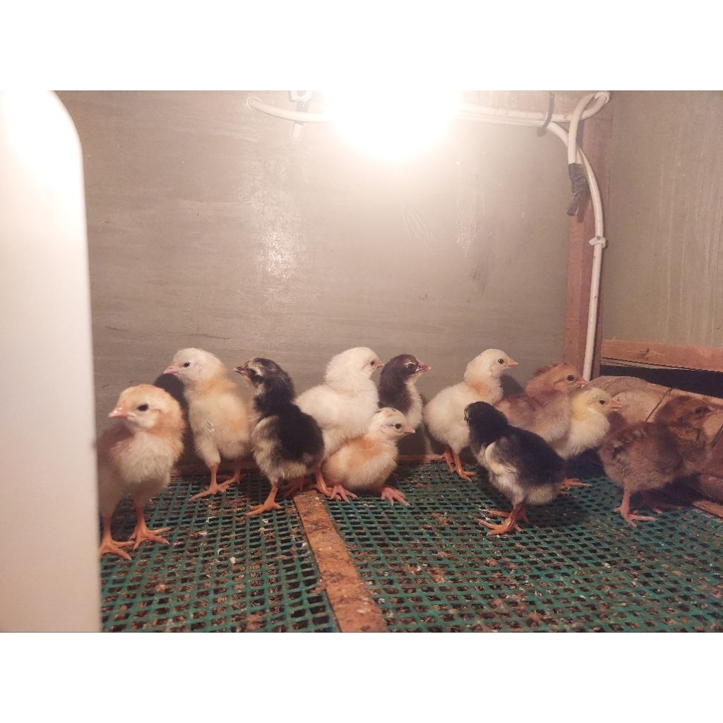 DOC ayam KUB 2 / Anak Ayam KUB2