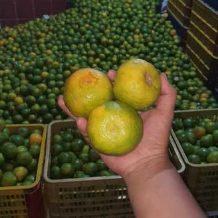 

jeruk buah manis segar(500gr dan 1000gr)di jamin fress dengan harga terjangkau