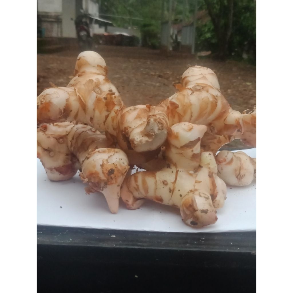 

lengkuas bumbu masak 1kg dan bisa di jadikan obat alami. Laos/lengkuas