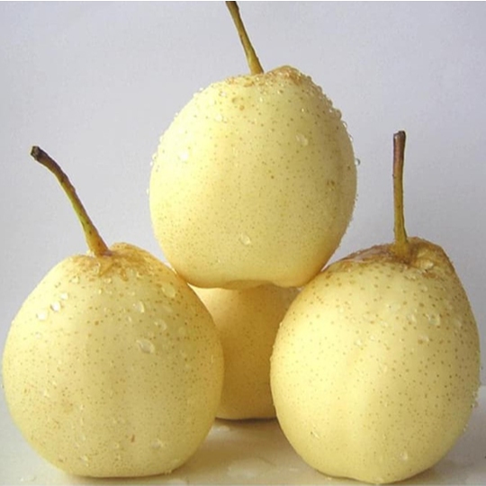 

Pear Madu/Pear/Buah Pear Madu/Buah Pear Madu Segar/Fresh Honey Pear Fruit/10 Kg/Box