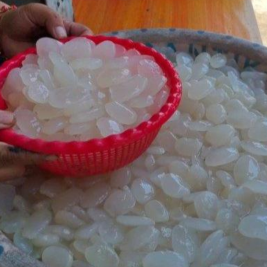 kolang Kaling super 1 kg kolang Kaling Medan buah atep manisan kolang Kaling