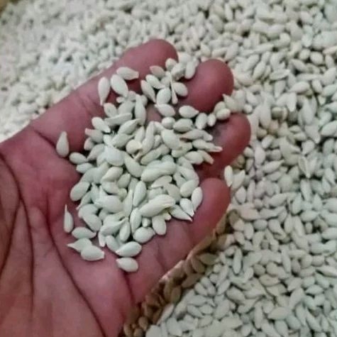 Isi Jeruk / Biji Jeruk JC & RL Batang Bawah – Kuat & Cocok untuk Sambung / Okulasi