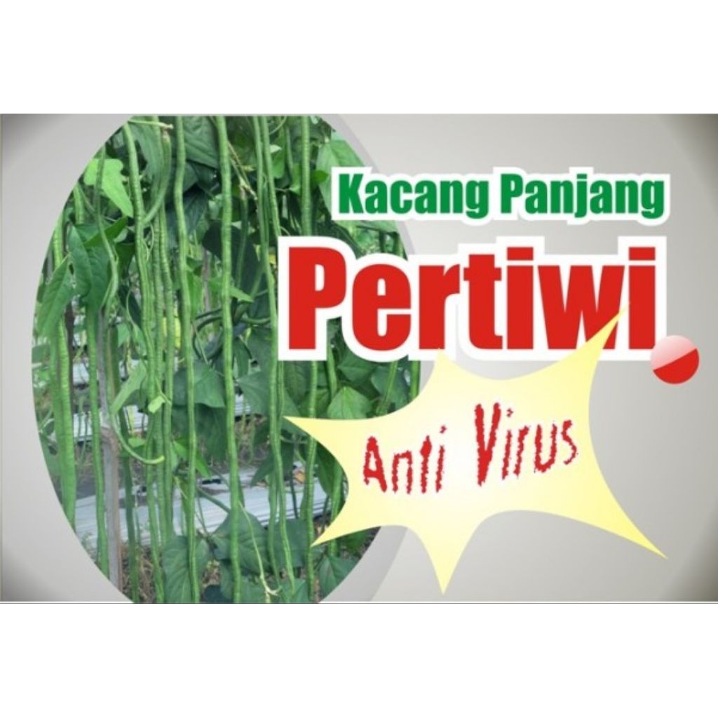 

kacang panjang pertiwi 500 gr / kacang panjang pertiwi asli 100% / kacang panjang pertiwi