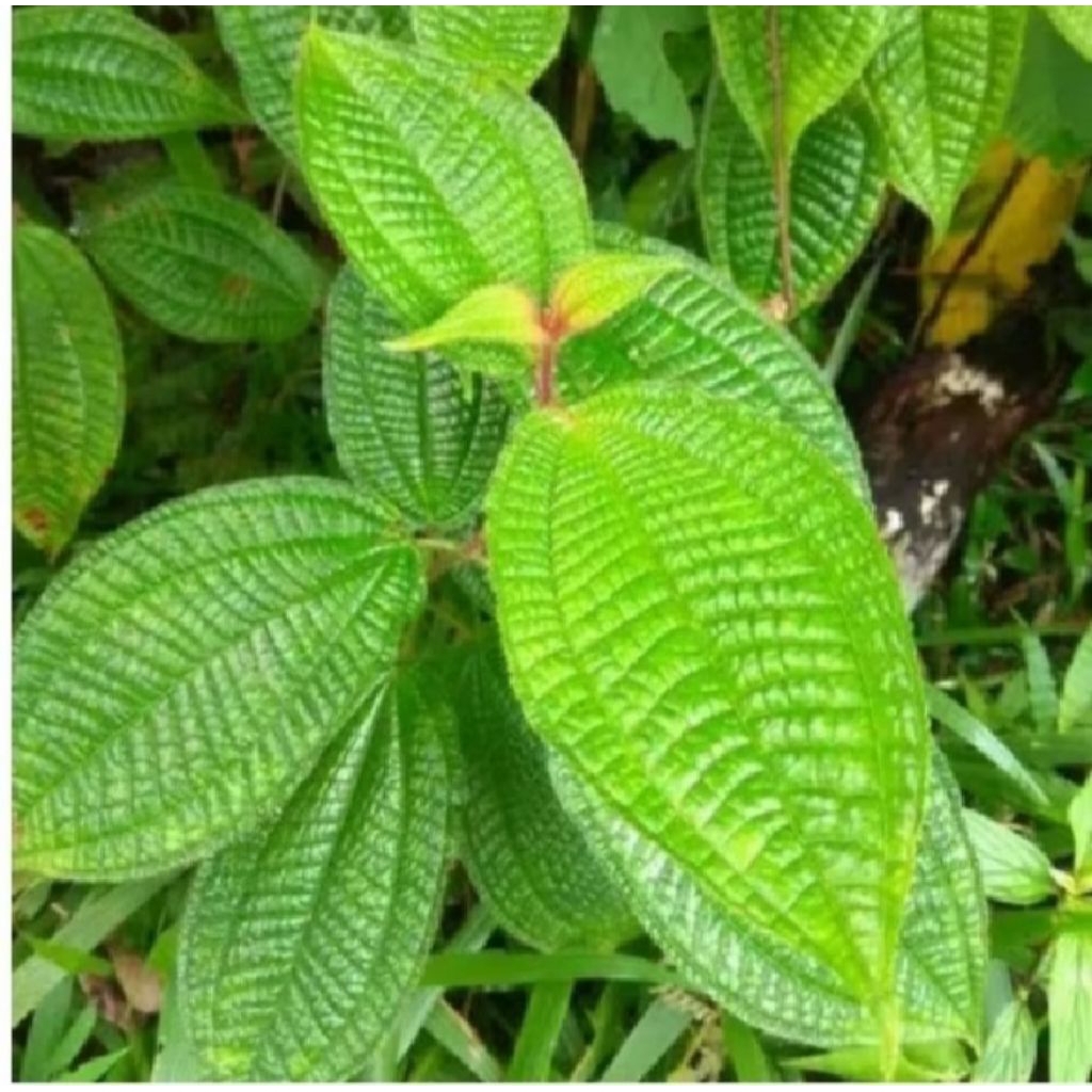 

Daun harendong bulu Fresh 1Kg (Clidemia hirta), OBAT TRADISIONAL