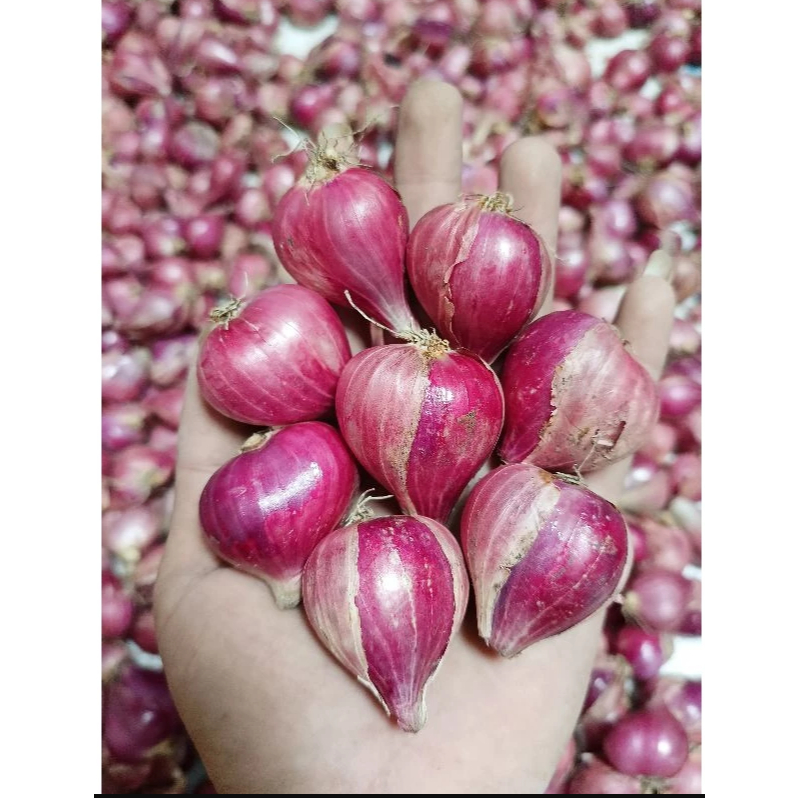

Bawang merah besar 1 KG|berkualitas tinggi/bawang merah/asli brebes
