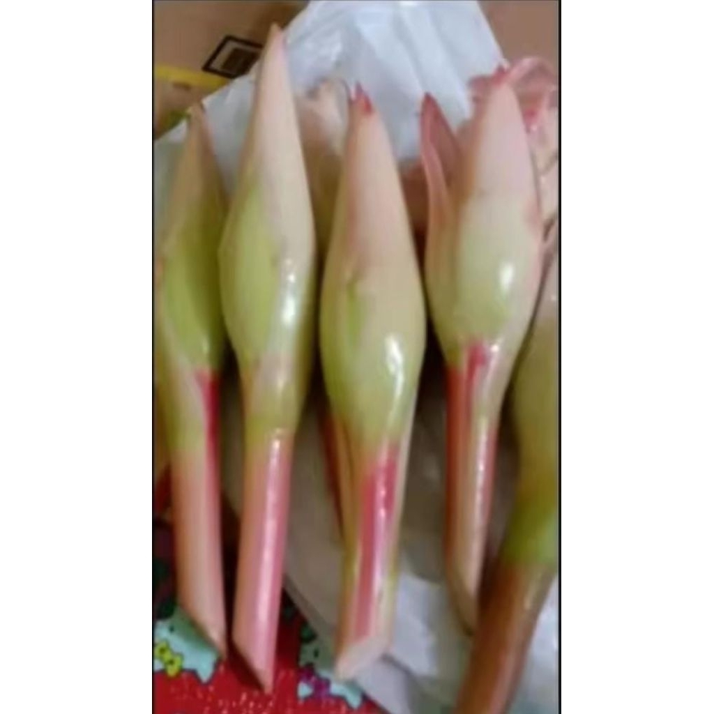 

bunga kecombrang segar berbatang, bunga kecombrang fresh