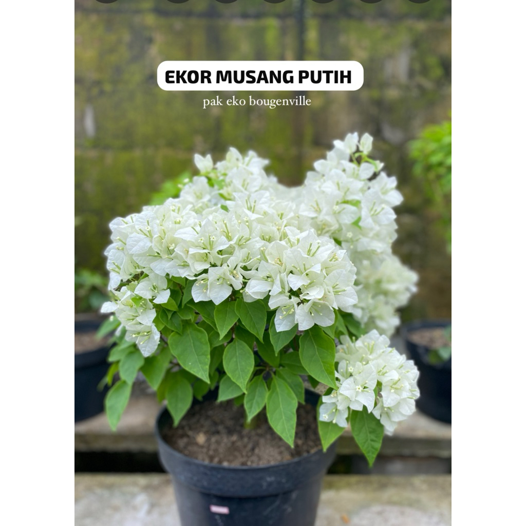 Bougenville ekor musang putih