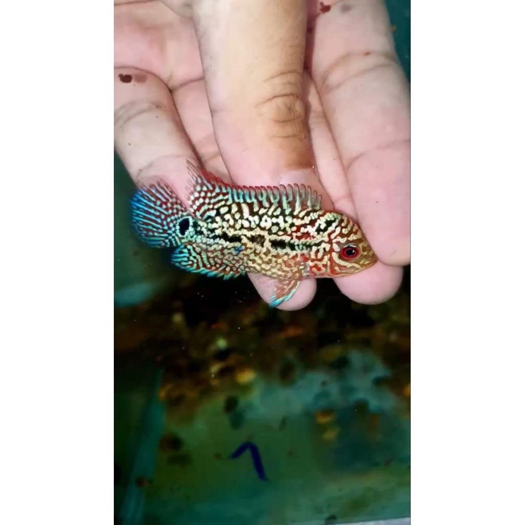 Ikan Lohan/ Louhan Super Red Kamfa F2 VVIP MALE import Thailand ukuran  -+ 5cm, garansi hidup sampai