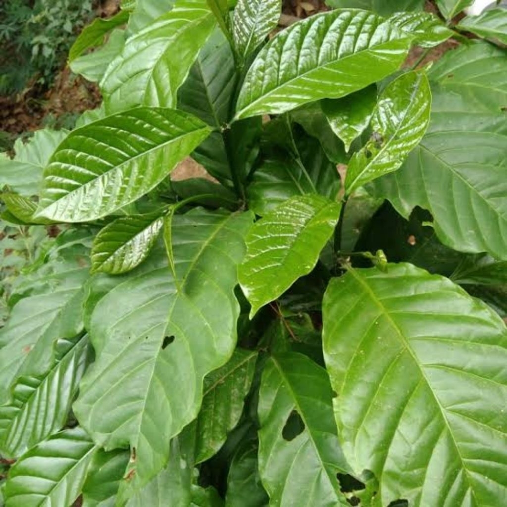 

Daun Kopi Segar / Daun Kopi Herbal Alami langsung di petik dari pohon - Kualitas Baik