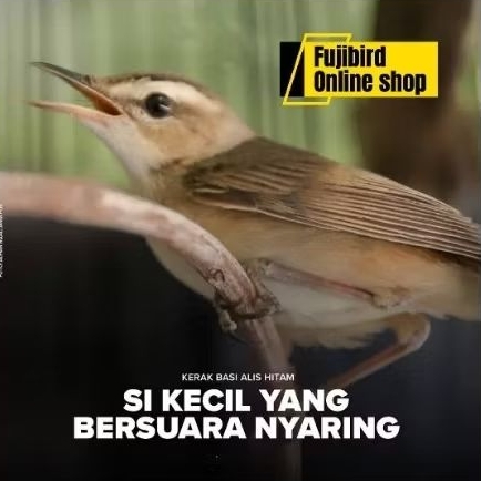 KERAK BASI ALIS HITAM PILIHAN