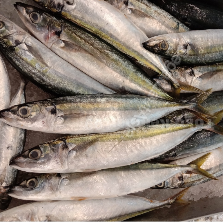 

Ikan Salem Layang Jumbo Ikan Layang Jumbo Segar 1Kg