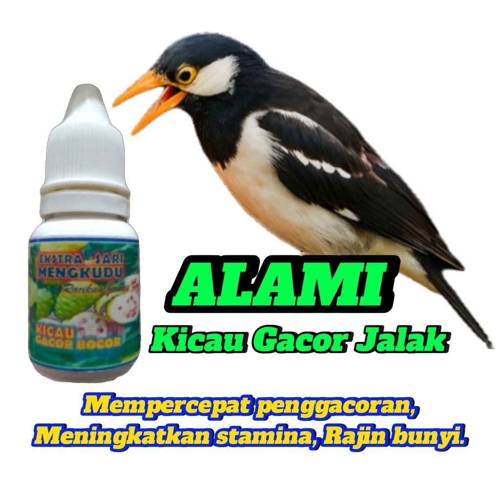 Kicau Gacor Jalak. Penggacor Alami Burung Jalak.