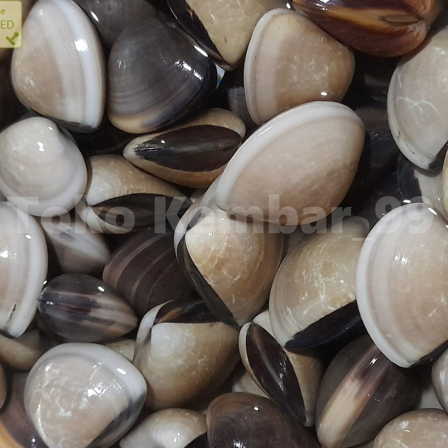 

Kerang Tahu Segar Kerang Tahu 1Kg Kerang Kepah
