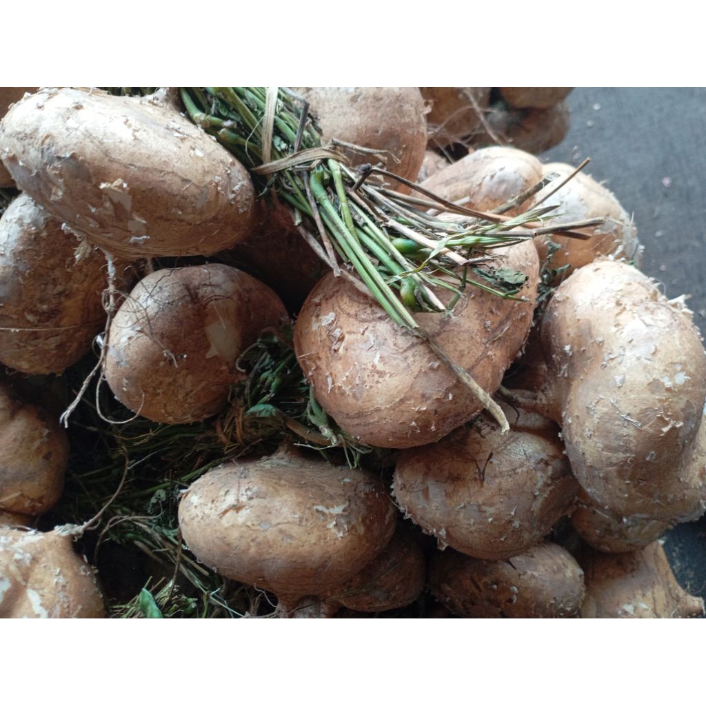 

Buah Bengkoang segar