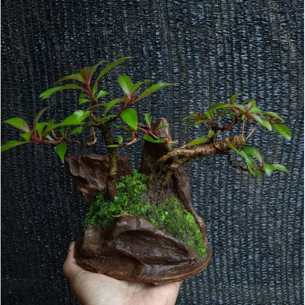 Bonsai pusaka siap pajang