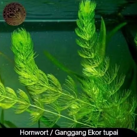 Ganggang Ekor Tupai/ Hornwort Ekor Tupai/ Tumbuhan Aquascape