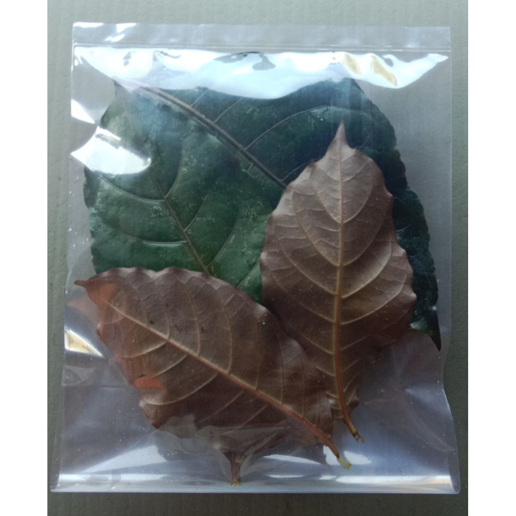 

DAUN UNGU / HANDEULEUM OBAT HERBAL