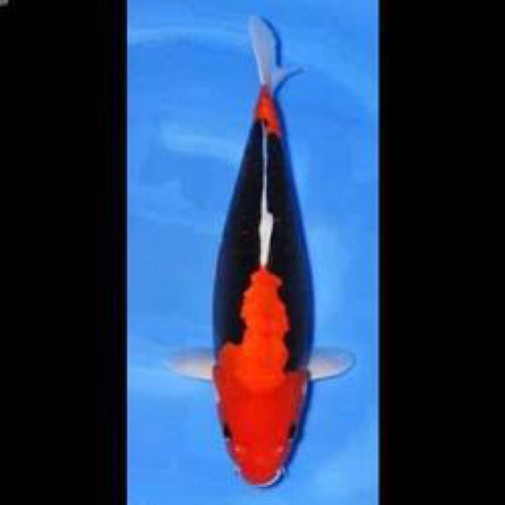 koi benikumryu size 30cm