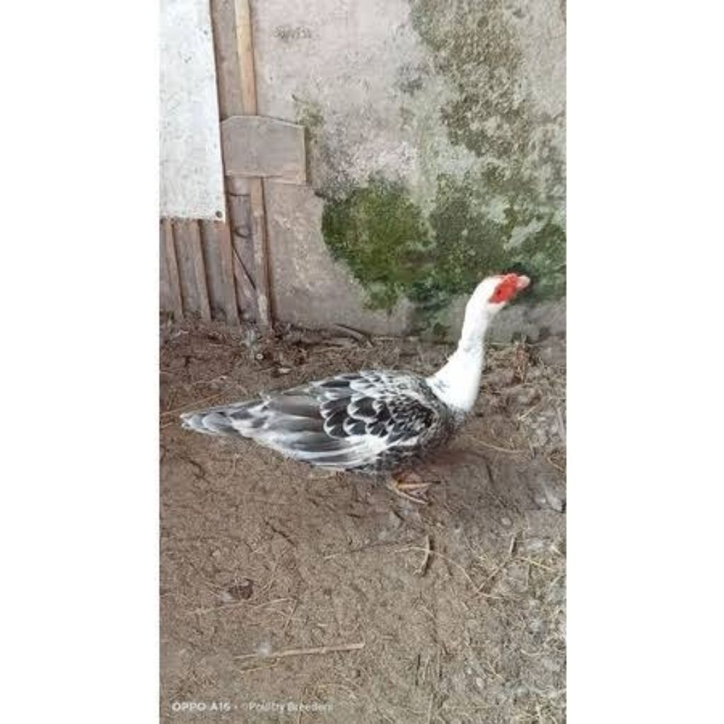 

Entok Rambon Telur untuk ditetaskan..