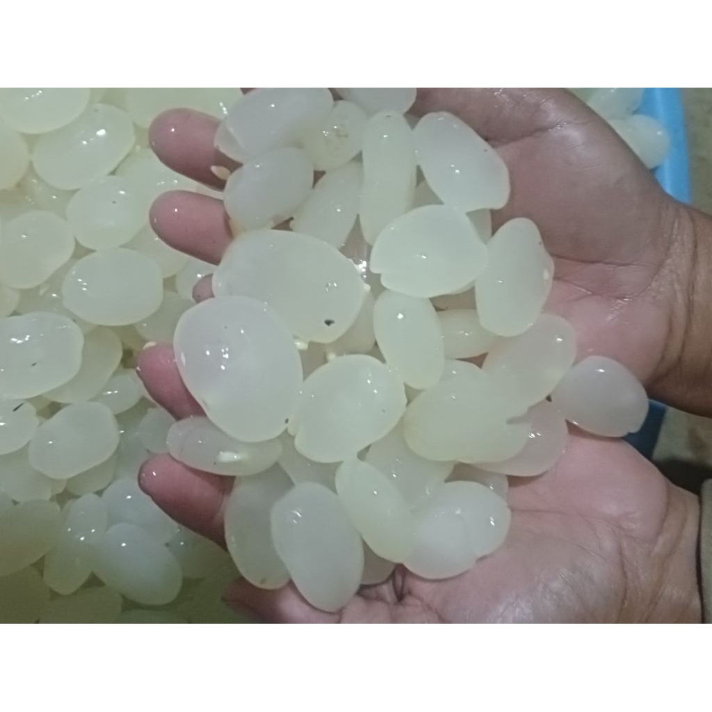 

KULANG KALING SEGAR MENTAH 500gr