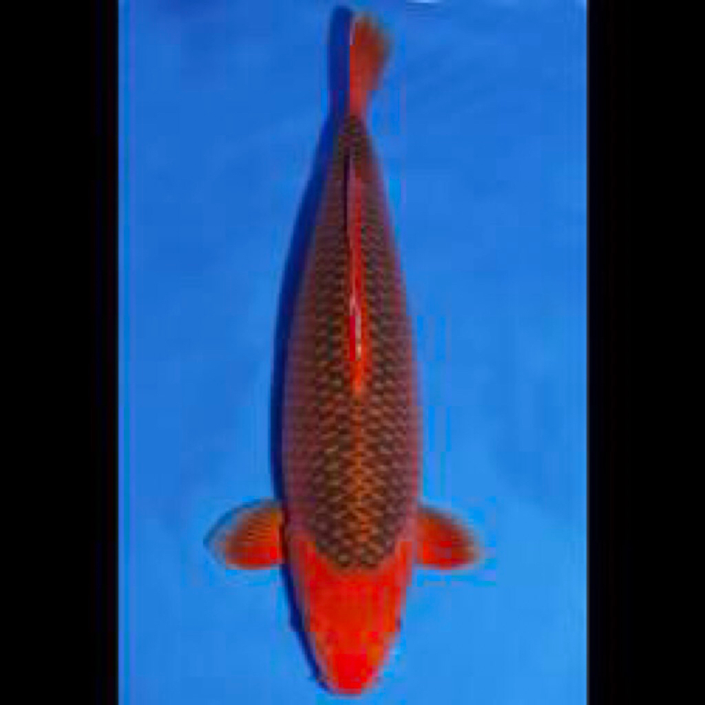 ikan koi aka matsuba size 30cm