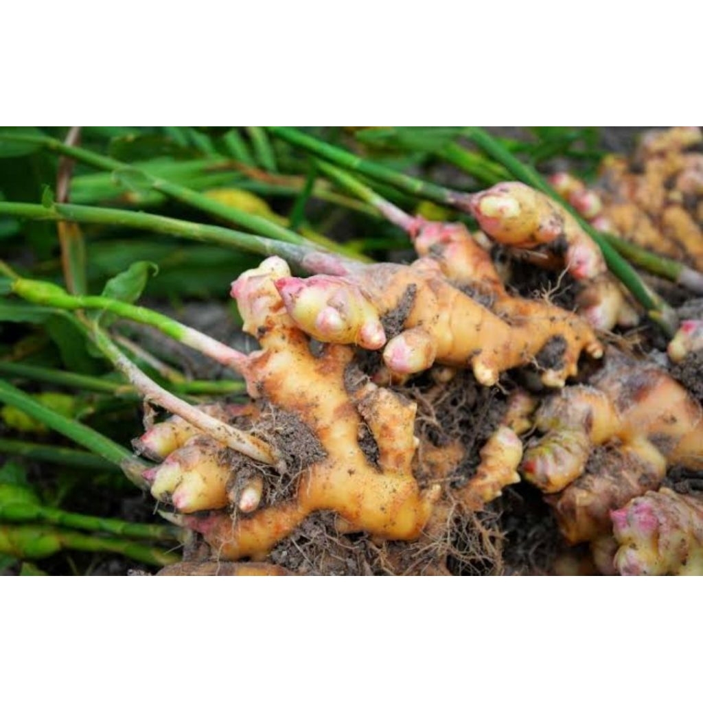 

JAHE REMPAH//BUMBU/200g