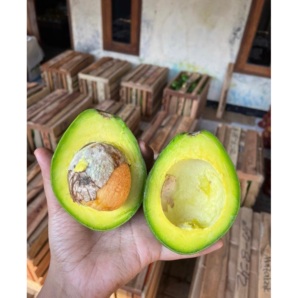 

ALPUKAT MENTEGA PREMIUM