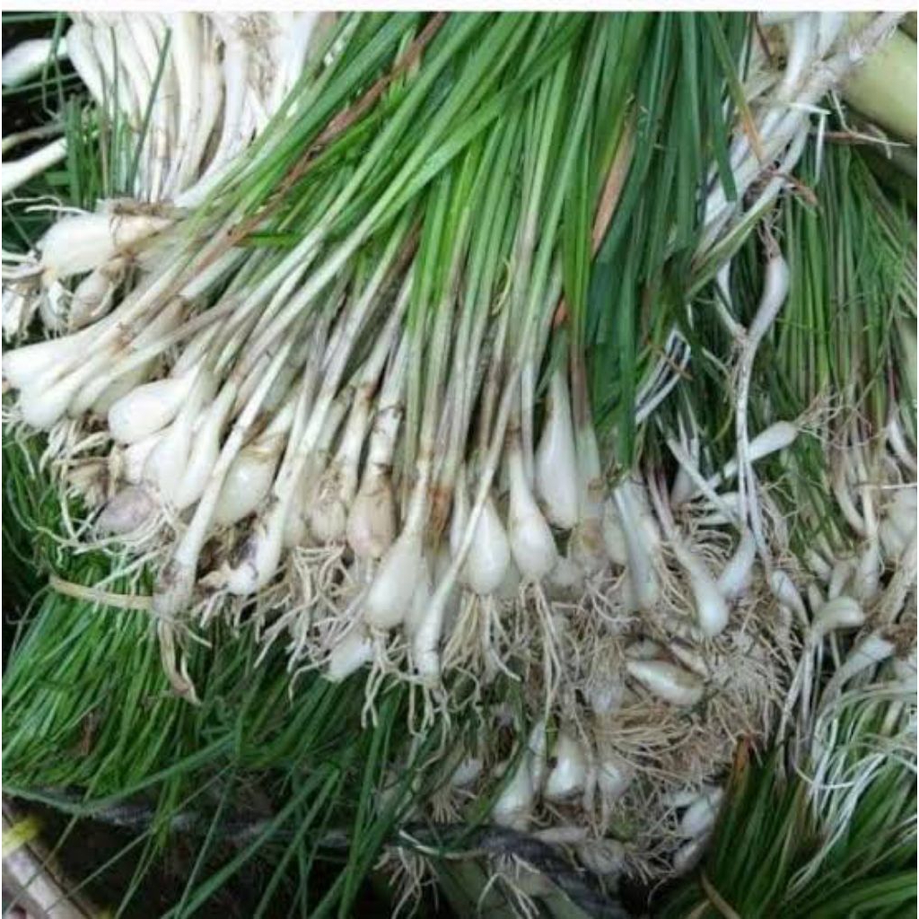 

Kucai Sayur Segar/Bawang Batak 250 Gram fress