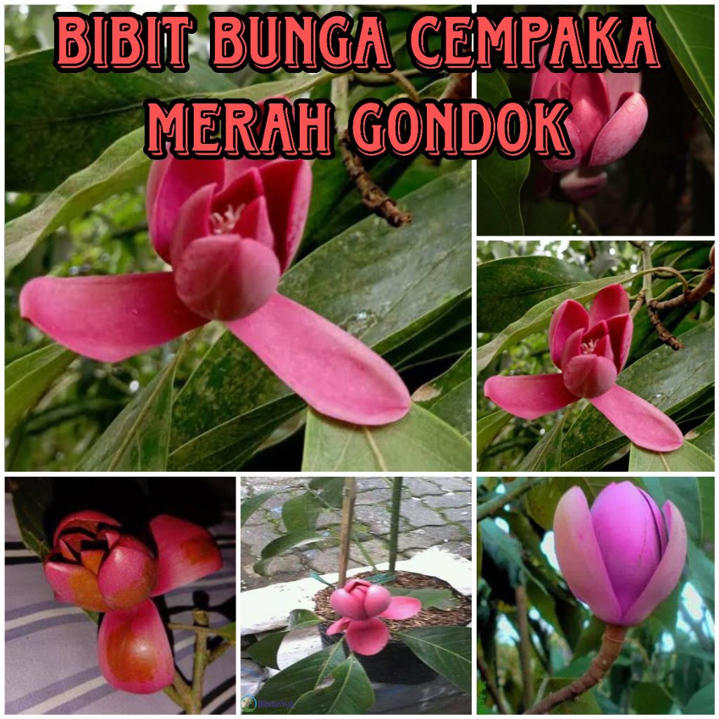 BIBIT BUNGA CEMPAKA MERAH GONDOK SUPER