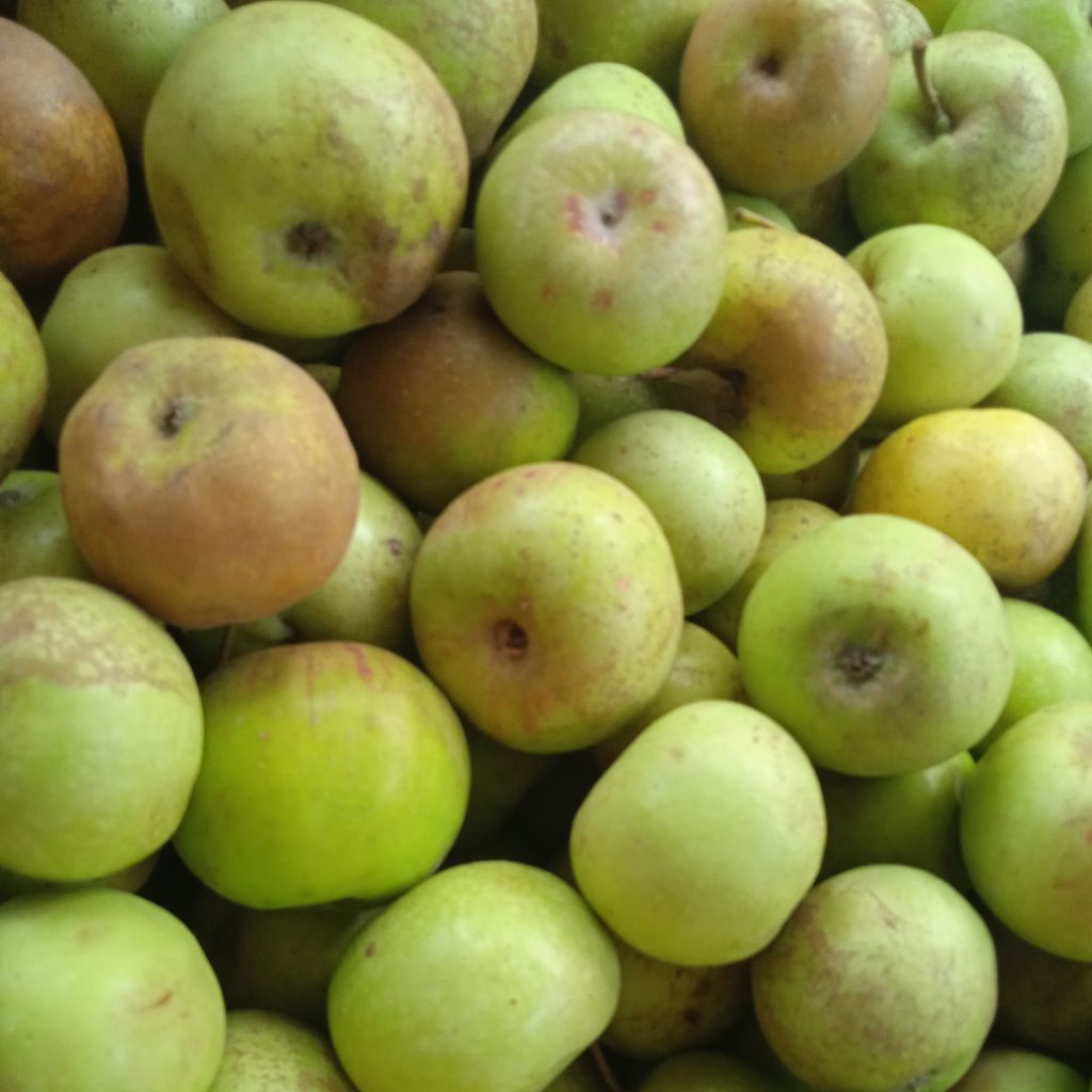 

apel malang manalagi mini cocok untuk di jus 500 gram