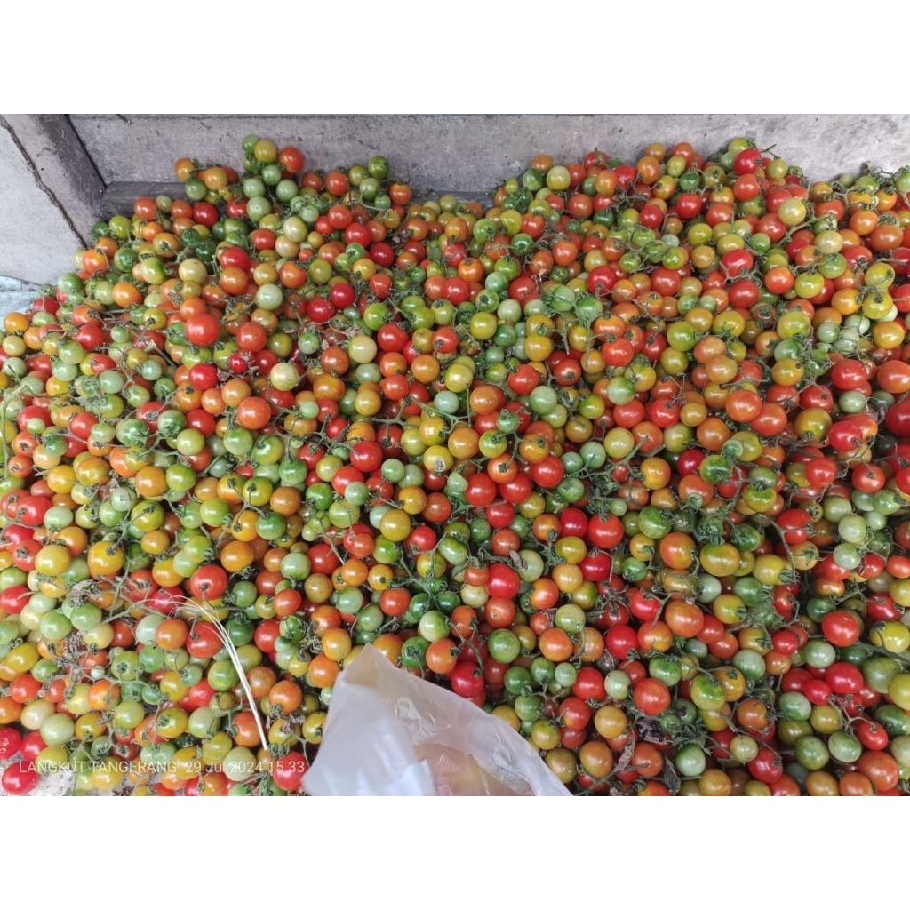 

rampai Lampung segar kualitas terbaik 100 gram