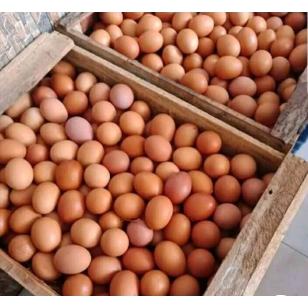 

telur 1 peti 15 kg bonus 10 telur ,telur ayam negri murah