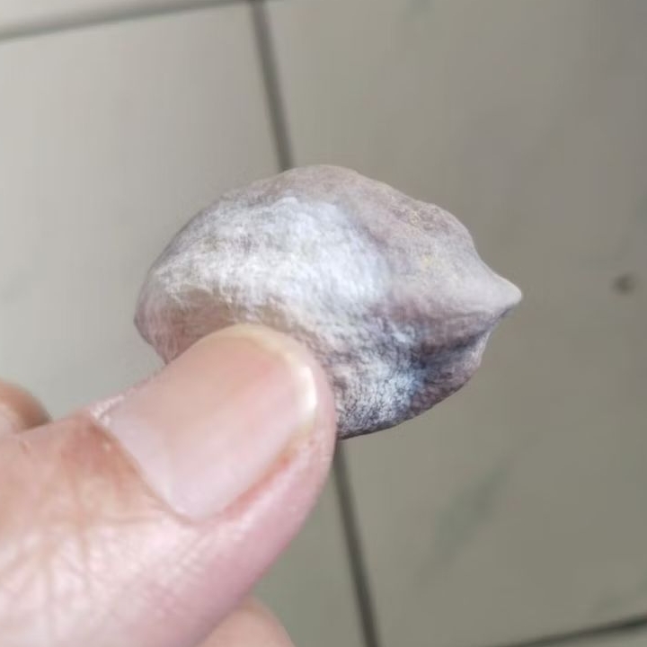 Kemiri Adu Muncang Adu LK Ori Tua Jatuhan