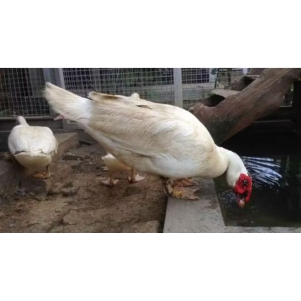 

Telur Mentok jumbo / leher panjang tronton jaminan fertil