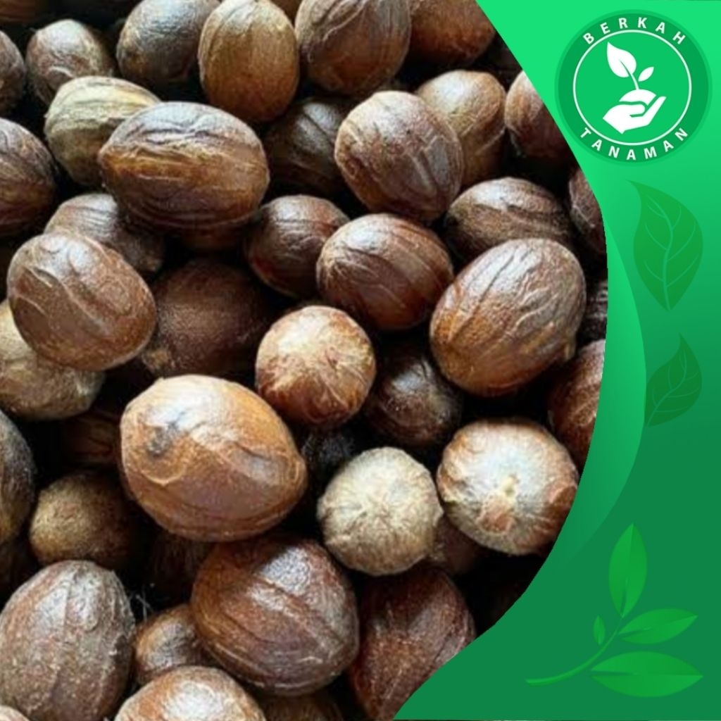 

Buah Pala Kering Tua 1kg Kualitas Super