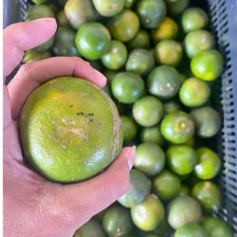 

buah jeruk manis(500gr dan 1000gr) di jamin manis , segar dan juice