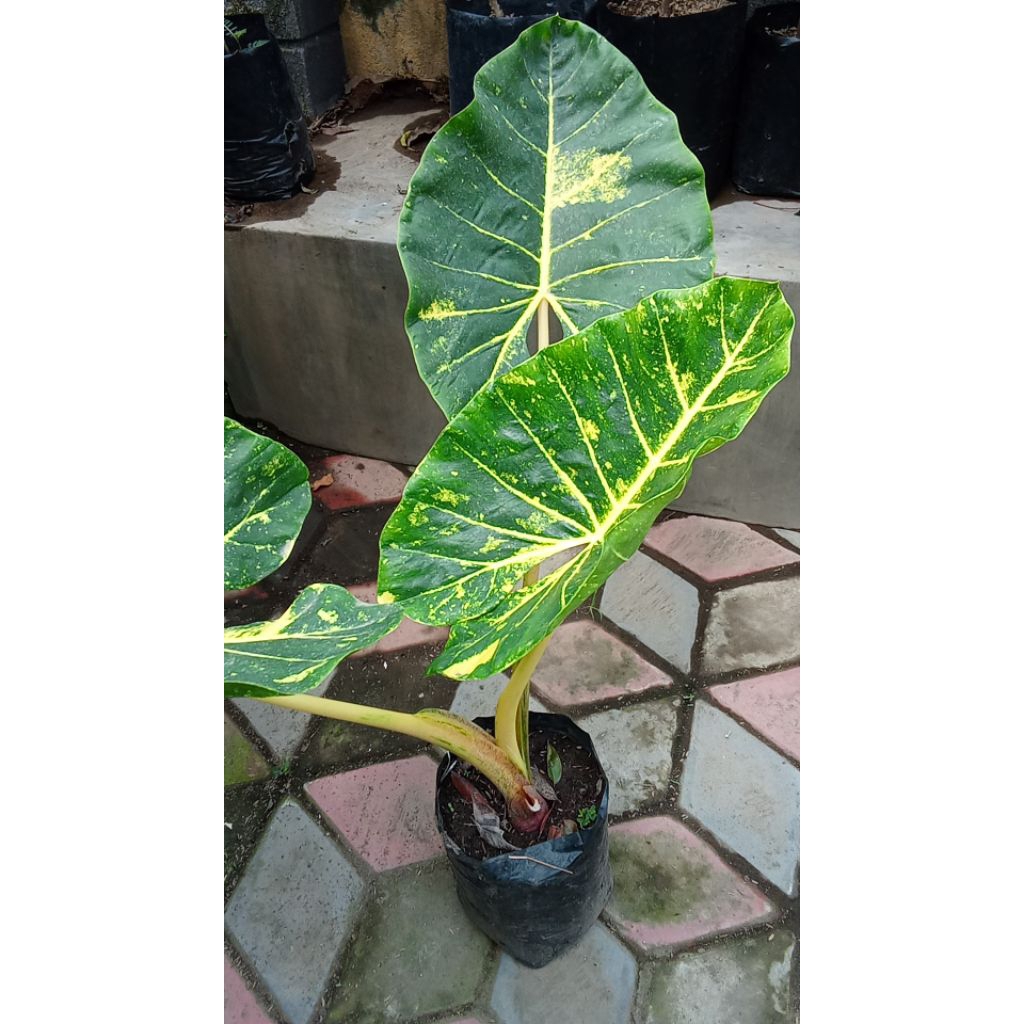 Tanaman bunga sente kuning atau talas kuning