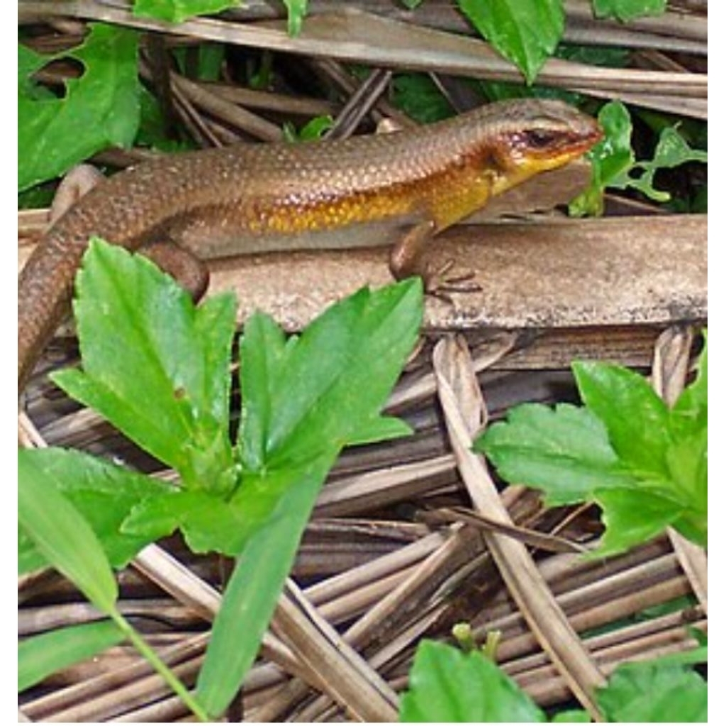 Kadal.kebun mainan 3 corak